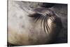 Elephant Seal Scratching-Darrell Gulin-Stretched Canvas