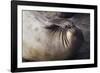 Elephant Seal Scratching-Darrell Gulin-Framed Photographic Print