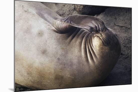 Elephant Seal Scratching-Darrell Gulin-Mounted Photographic Print