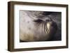 Elephant Seal Scratching-Darrell Gulin-Framed Photographic Print