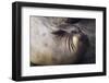 Elephant Seal Scratching-Darrell Gulin-Framed Photographic Print