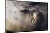 Elephant Seal Scratching-Darrell Gulin-Mounted Photographic Print