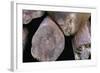 Elephant Seal Sleeping on Log Pile-Paul Souders-Framed Photographic Print