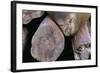 Elephant Seal Sleeping on Log Pile-Paul Souders-Framed Photographic Print