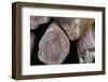 Elephant Seal Sleeping on Log Pile-Paul Souders-Framed Photographic Print