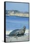 Elephant Seal-DLILLC-Framed Stretched Canvas