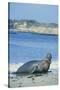 Elephant Seal-DLILLC-Stretched Canvas