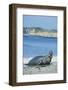 Elephant Seal-DLILLC-Framed Photographic Print