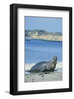 Elephant Seal-DLILLC-Framed Photographic Print