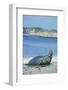 Elephant Seal-DLILLC-Framed Photographic Print