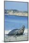 Elephant Seal-DLILLC-Mounted Photographic Print