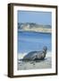 Elephant Seal-DLILLC-Framed Photographic Print