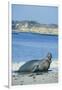 Elephant Seal-DLILLC-Framed Photographic Print