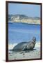 Elephant Seal-DLILLC-Framed Photographic Print