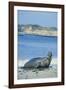 Elephant Seal-DLILLC-Framed Photographic Print