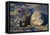 Elephant Seals I-Lee Peterson-Framed Stretched Canvas