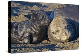 Elephant Seals I-Lee Peterson-Stretched Canvas