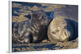 Elephant Seals I-Lee Peterson-Framed Photographic Print