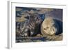 Elephant Seals I-Lee Peterson-Framed Photographic Print