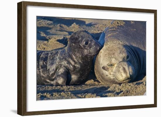 Elephant Seals I-Lee Peterson-Framed Photographic Print