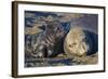 Elephant Seals I-Lee Peterson-Framed Photographic Print