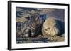 Elephant Seals I-Lee Peterson-Framed Photographic Print