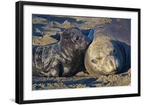 Elephant Seals I-Lee Peterson-Framed Photographic Print