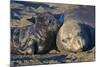 Elephant Seals I-Lee Peterson-Mounted Photographic Print