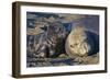 Elephant Seals I-Lee Peterson-Framed Photographic Print