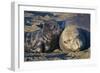 Elephant Seals I-Lee Peterson-Framed Photographic Print