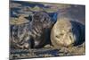 Elephant Seals I-Lee Peterson-Mounted Photographic Print