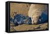 Elephant Seals II-Lee Peterson-Framed Stretched Canvas
