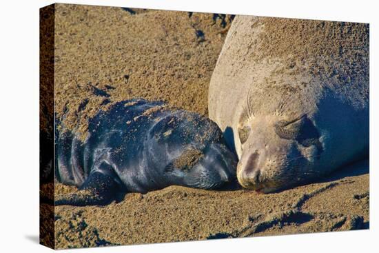 Elephant Seals II-Lee Peterson-Stretched Canvas