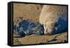 Elephant Seals II-Lee Peterson-Framed Stretched Canvas