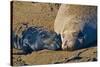 Elephant Seals II-Lee Peterson-Stretched Canvas