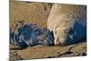Elephant Seals II-Lee Peterson-Mounted Photographic Print
