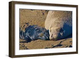 Elephant Seals II-Lee Peterson-Framed Photographic Print