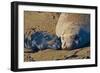 Elephant Seals II-Lee Peterson-Framed Photographic Print