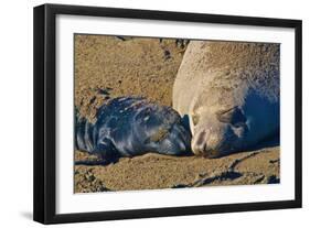 Elephant Seals II-Lee Peterson-Framed Photographic Print