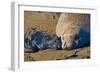 Elephant Seals II-Lee Peterson-Framed Photographic Print