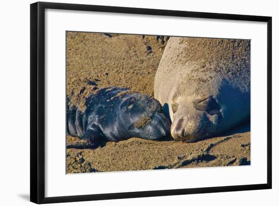 Elephant Seals II-Lee Peterson-Framed Photographic Print