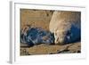 Elephant Seals II-Lee Peterson-Framed Photographic Print