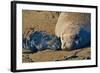 Elephant Seals II-Lee Peterson-Framed Photographic Print