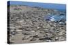 Elephant Seals on Beach, San Simeon, California-Zandria Muench Beraldo-Stretched Canvas