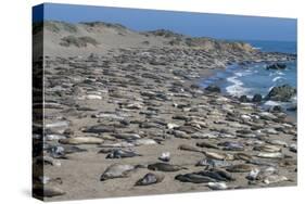 Elephant Seals on Beach, San Simeon, California-Zandria Muench Beraldo-Stretched Canvas