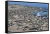 Elephant Seals on Beach, San Simeon, California-Zandria Muench Beraldo-Framed Stretched Canvas