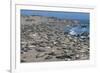 Elephant Seals on Beach, San Simeon, California-Zandria Muench Beraldo-Framed Premium Photographic Print