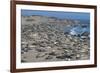 Elephant Seals on Beach, San Simeon, California-Zandria Muench Beraldo-Framed Premium Photographic Print