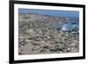 Elephant Seals on Beach, San Simeon, California-Zandria Muench Beraldo-Framed Premium Photographic Print