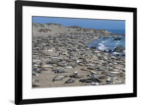 Elephant Seals on Beach, San Simeon, California-Zandria Muench Beraldo-Framed Premium Photographic Print